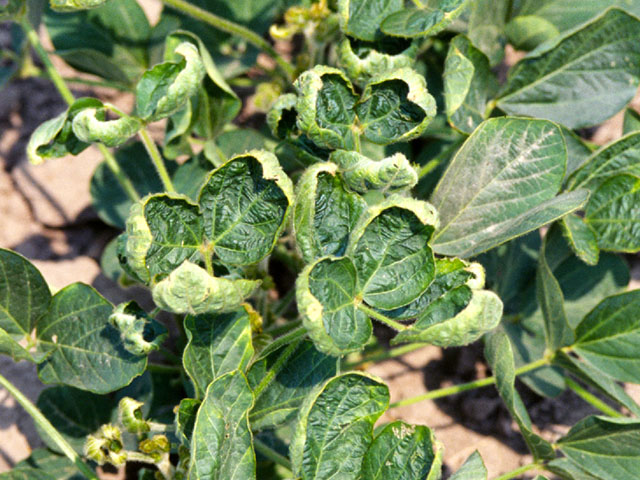 Cupped soybeans from dicamba damage 